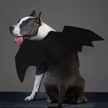 Pet Bat Costume for Dogs - Perfect Halloween Costume with Bat Wings for Your Furry Friend